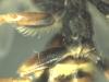 Nomada fucata